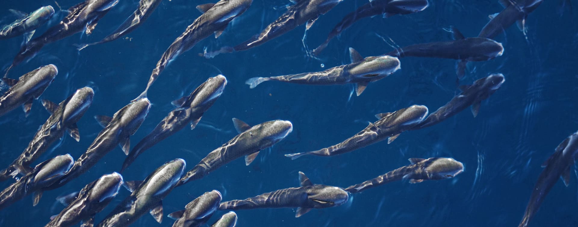 Basking Sharks offshore - background image.